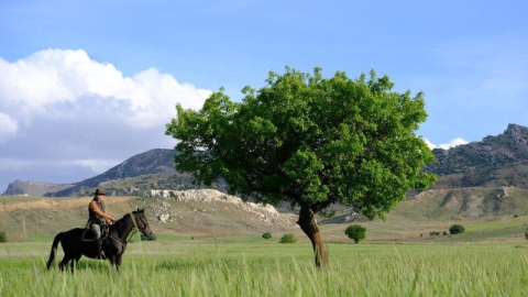 Dereye düşen yavru yılkı at böyle kurtarıldı