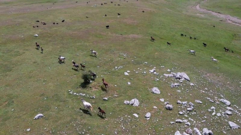 Yılkı atları özgürlüğün tadını çıkartıyor