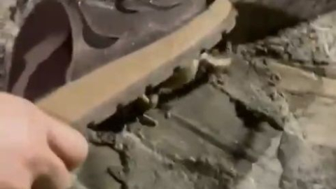 Kurbağa avlayan yılana terlikli müdahale