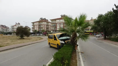 Hafif ticari araç palmiyeyi devirdi