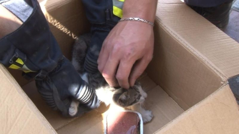 Alanya’da motosikletin içine sıkışan kedi kurtarıldı