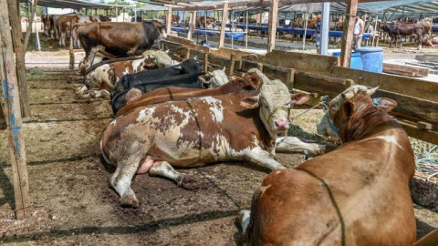 Kepez’in kurban pazarında satışlar başladı