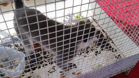 Köpeklerin saldırısına uğrayan maymun ağaca çıktı