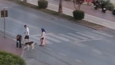 Karşıya geçmeye korkan köpeği dakikalarca beklediler