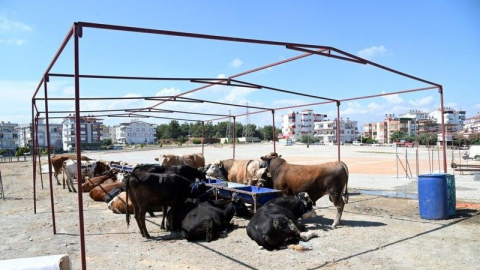 Manavgat Belediyesi Kurban Bayramı hazırlıklarını başlattı