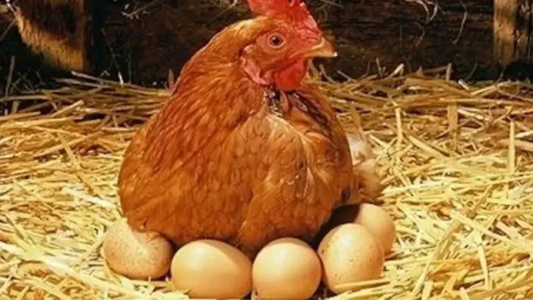 Tavuk eti üretimi Mayıs ayında 216 bin 453 ton