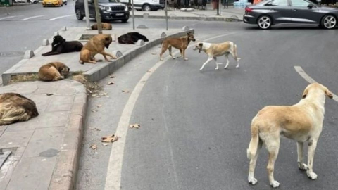 Sokak hayvanları kanun teklifi TBMM' ye sunuldu