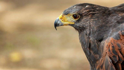 Dron casuslara karşı şahin ordusu kullanılıyor