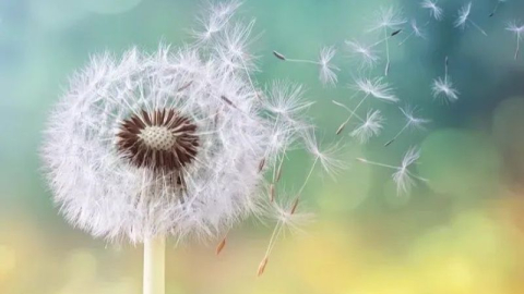 Uzmanlar sonbahar alerjilerine karşı tedbir öneriyor