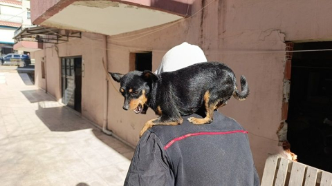 Sitemizdeki haberi görüp Mia'yı sahibine getirdiler