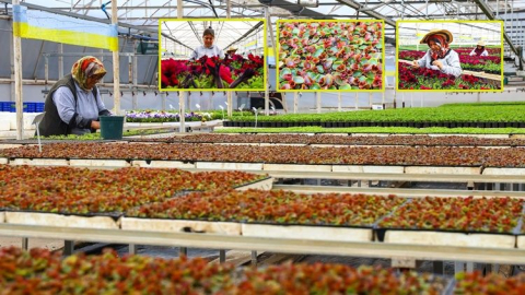 Antalya baharı 4 milyon çiçekle karşılayacak