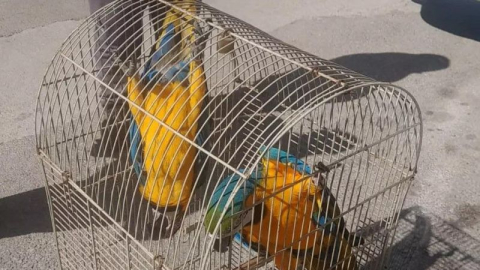 Ülkemizde üretimi ve satışı yasak olan macaw papağanlarına el konuldu