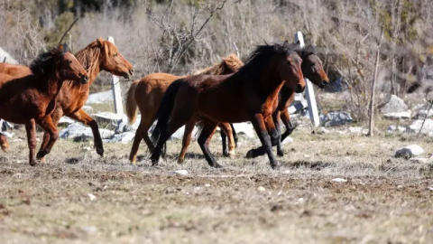 Büyükşehir yılkı atları için doğaya saman bıraktı