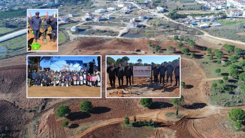 Sarılar Bal Ormanı'na defne, keçiboynuzu ve fıstık çamı dikildi