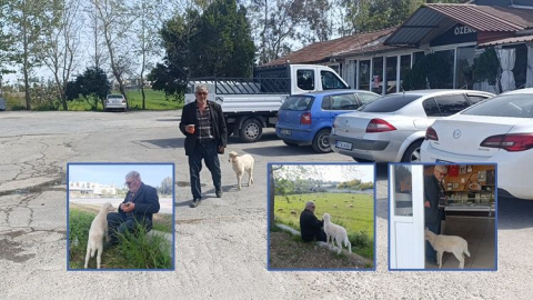 Manavgat'ta yaşayan 2 aylık yavru kuzu sahibinden ayrılmıyor