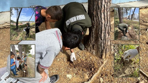 Çam kese böceği düşmanı terminatör böcekler doğaya bırakıldı