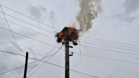 Dikmen'in leylekleri yanan yuvalarını ve yavrularını aradı