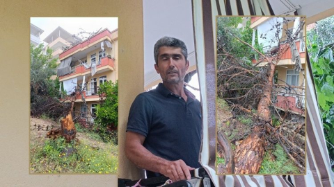 Rüzgar ve yağmura dayanamayan ağaç binanın üzerine devrildi