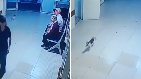 Sosyal medyadaki 'Fareli Kedi' paylaşımlarına net yanıt
