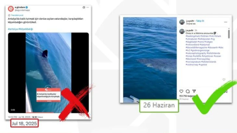 Antalya’da köpekbalığı iddiası dezenformasyon çıktı