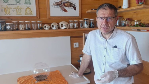 Manavgat Sahili'nde nadir bulunan yapışık ikiz Caretta Caretta yavrusu bulundu