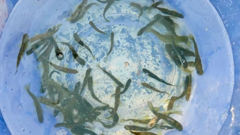 Gündoğmuş’tan Alara Çayı’na Kırmızı Benekli Alabalık salındı