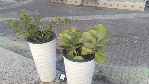 İşyerinin önünden çiçeği söküp götürdü