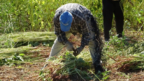 Manavgat’ın altın susamında hasat başladı