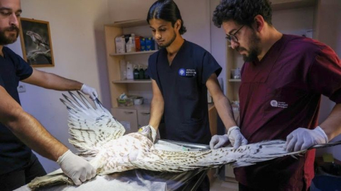 Tedavi edilen Yılan Kartalı doğal hayata geri döndü