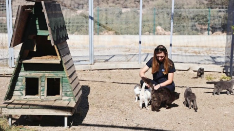 Sokak hayvanlarına 7/24 bakım ve rehabilitasyon