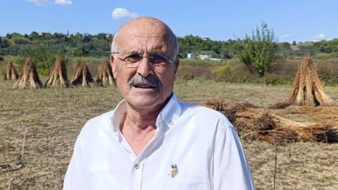 Tarlada silkilmeyi bekleyen Altın Susam’a hırsız dadandı