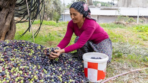 Manavgat Zeytin ve Zeytinyağı Festivali başlıyor