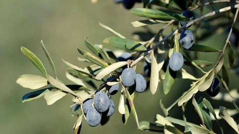 Milli Ağaçlandırma Günü Dikmen Mahallesi’nde kutlanacak