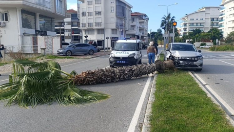 Şoförlük idmanı yaparken refüjdeki palmiyeyi devirdi