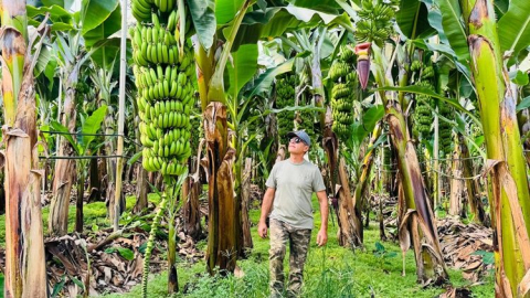 Manavgat, Türkiye’nin en fazla muz üreten ilçesi oldu