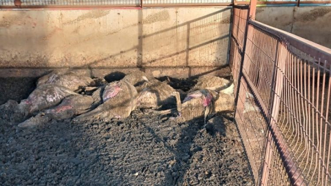 Hatipler Mahallesinde köpekler koyunlara saldırdı