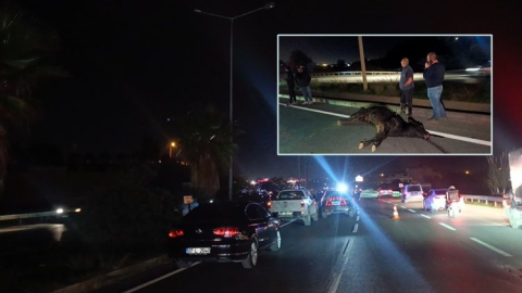 Manavgat D-400 Karayolu'na çıkan inek trafiği birbirine kattı: Kazada telef oldu