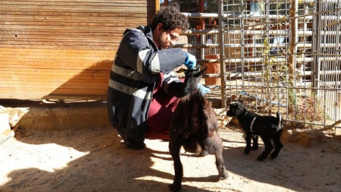 Antalya Doğal Yaşam Parkı'nda hayvanlar için özel iklimlendirme