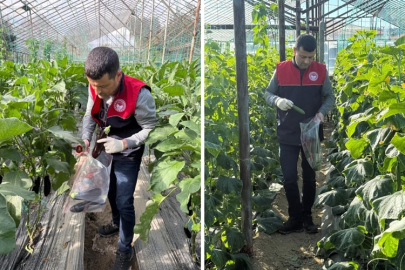 Manavgat Tarım İlçe’den hasat öncesi pestisit denetimi