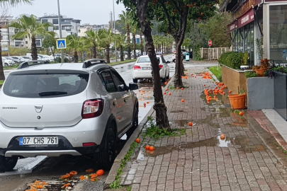 Manavgat’ın sembolü turunçlar fırtına ve yağmura direnemedi