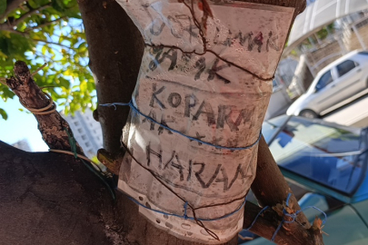 Manavgat’ta üç meyveli gizemli ağaç: "Dokunmak yasak, koparmak haram"