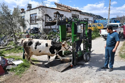 Gündoğmuşlu yetiştiricilere büyükbaş hayvanlara ücretsiz bakım desteği