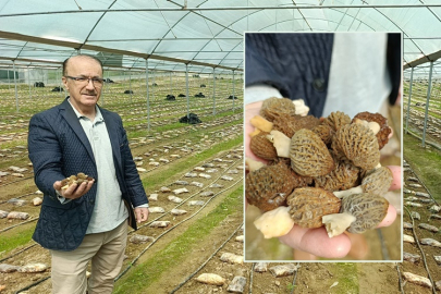 Manavgatlı Ömer Şahin ilk ticari kuzugöbeği mantarını yetiştirdi