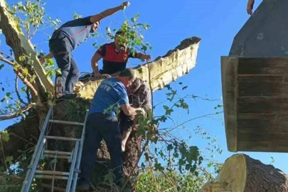 Üzerine kestiği ağaç devrilen Telat Öztürk hayatını kaybetti